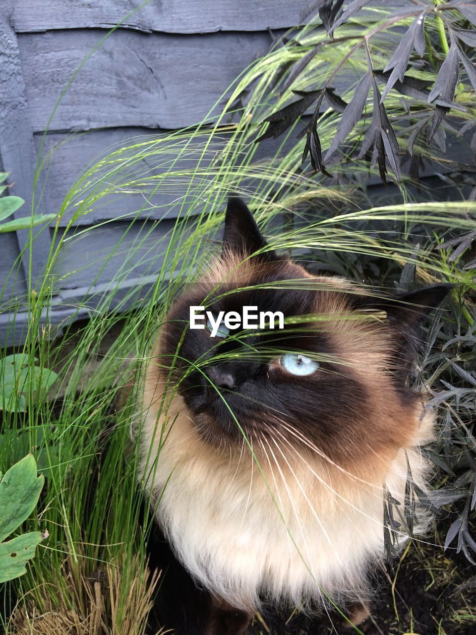 CLOSE-UP OF CAT SITTING BY GRASS