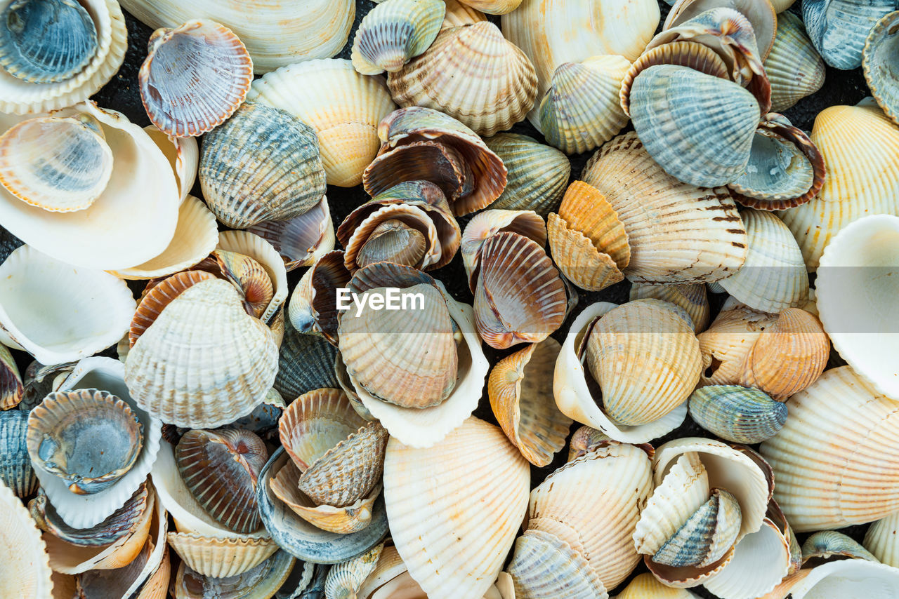 HIGH ANGLE VIEW OF SHELLS IN THE DARK