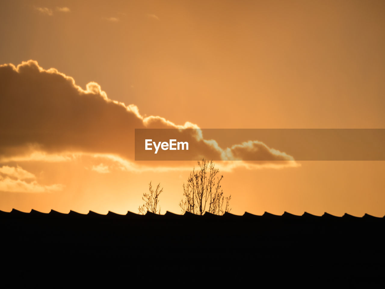 Silhouette plants against dramatic sky during sunset