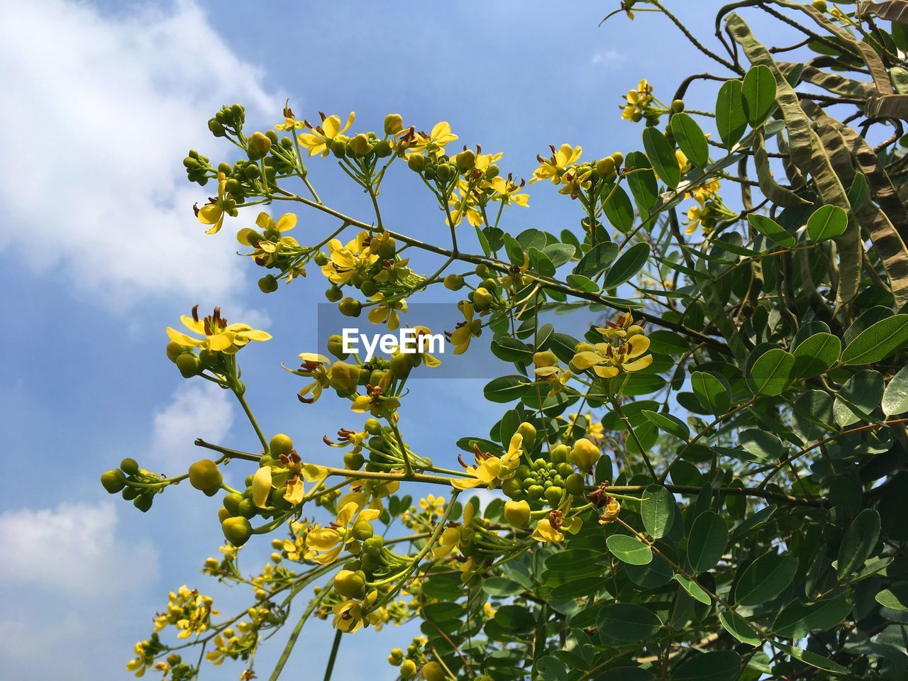 LOW ANGLE VIEW OF FRUIT TREE