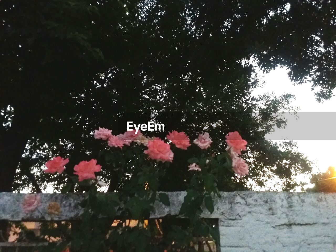 CLOSE-UP OF TREE AGAINST THE SKY