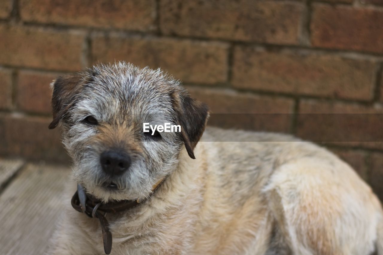 CLOSE-UP OF DOG AGAINST WALL