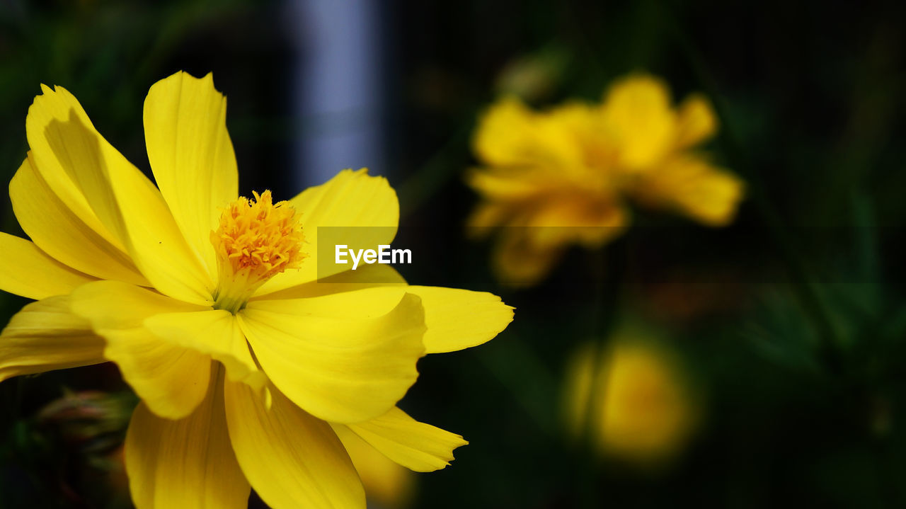 Close-up of yellow cosmos flower