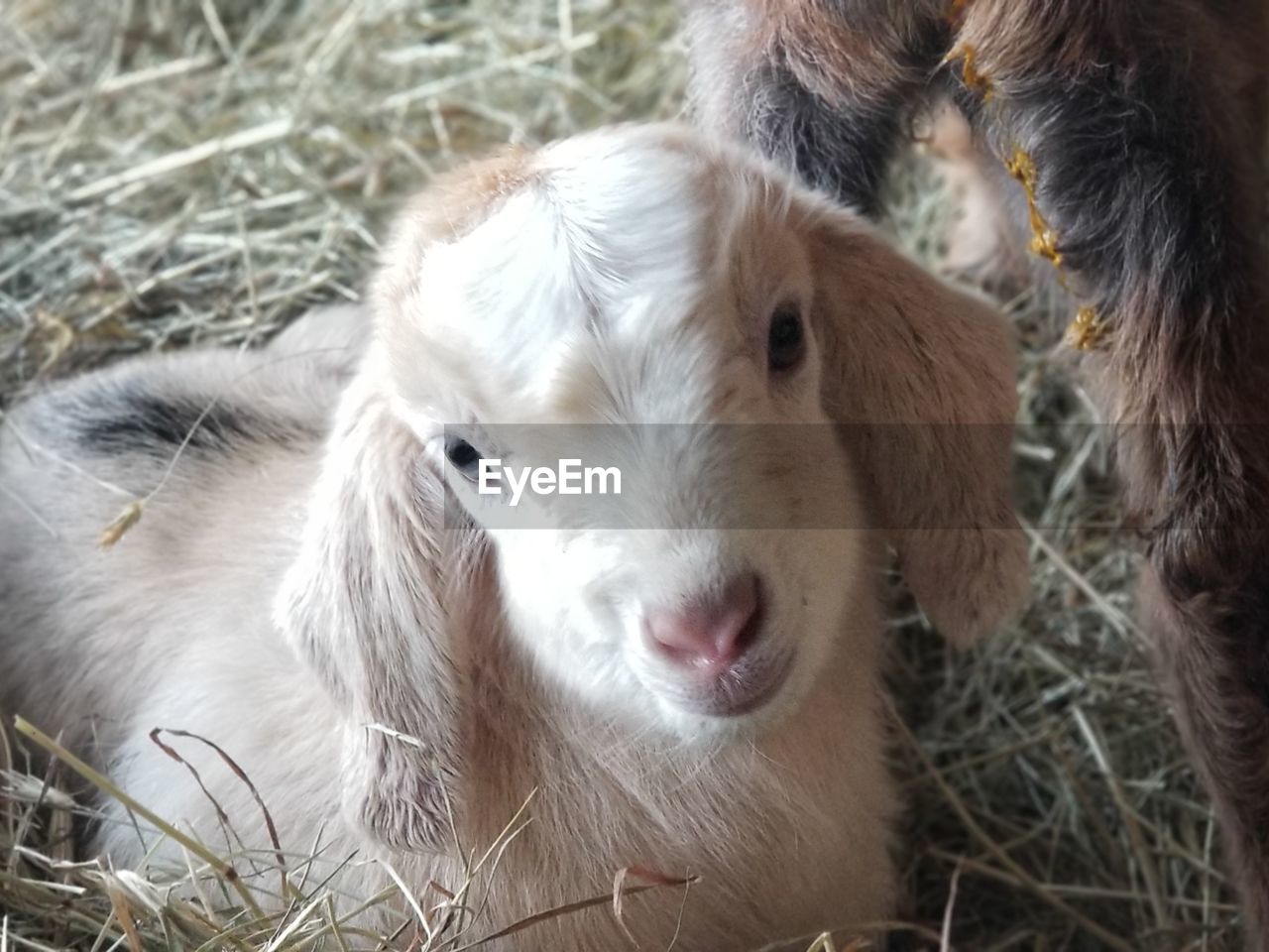 CLOSE-UP OF A SHEEP