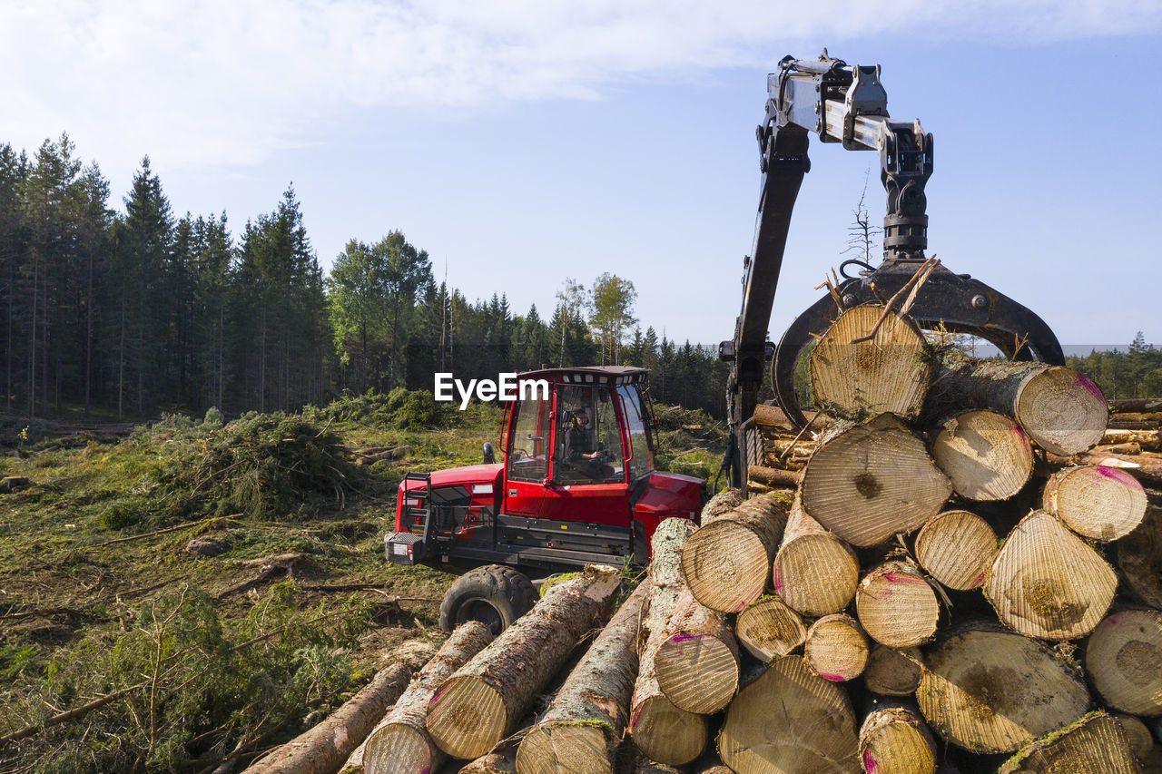 Stacking logs at forest edge