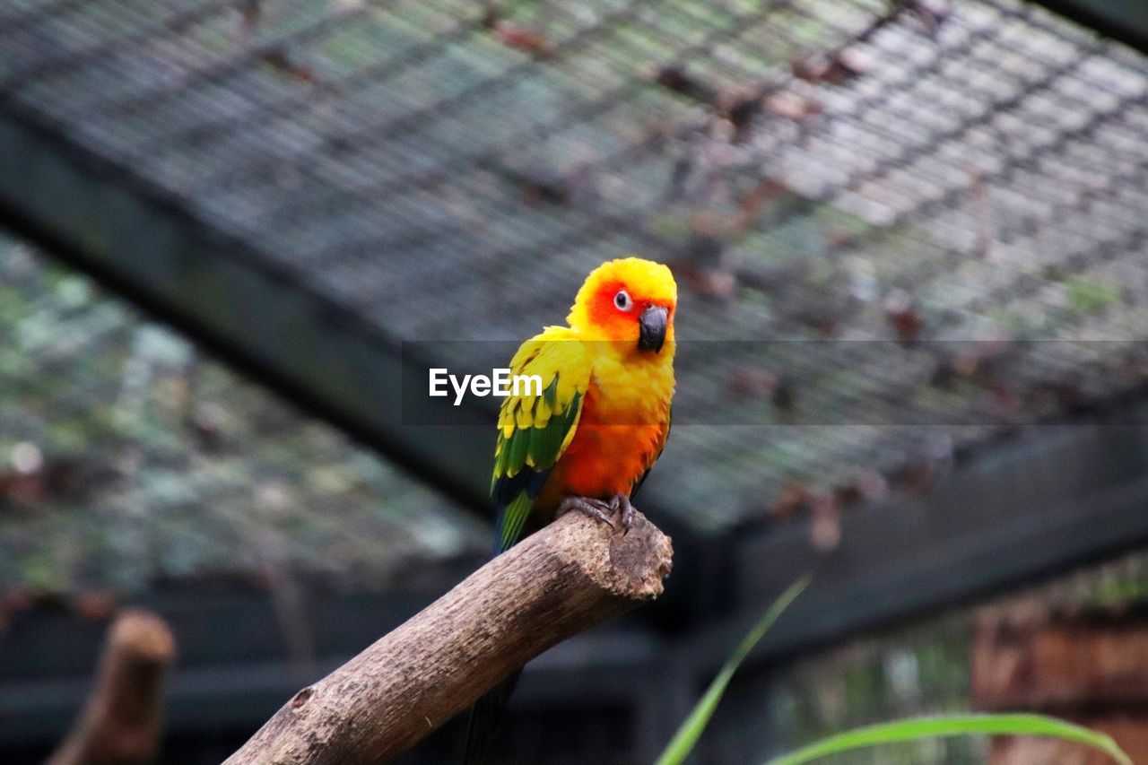 CLOSE-UP OF PARROT PERCHING ON A BRANCH