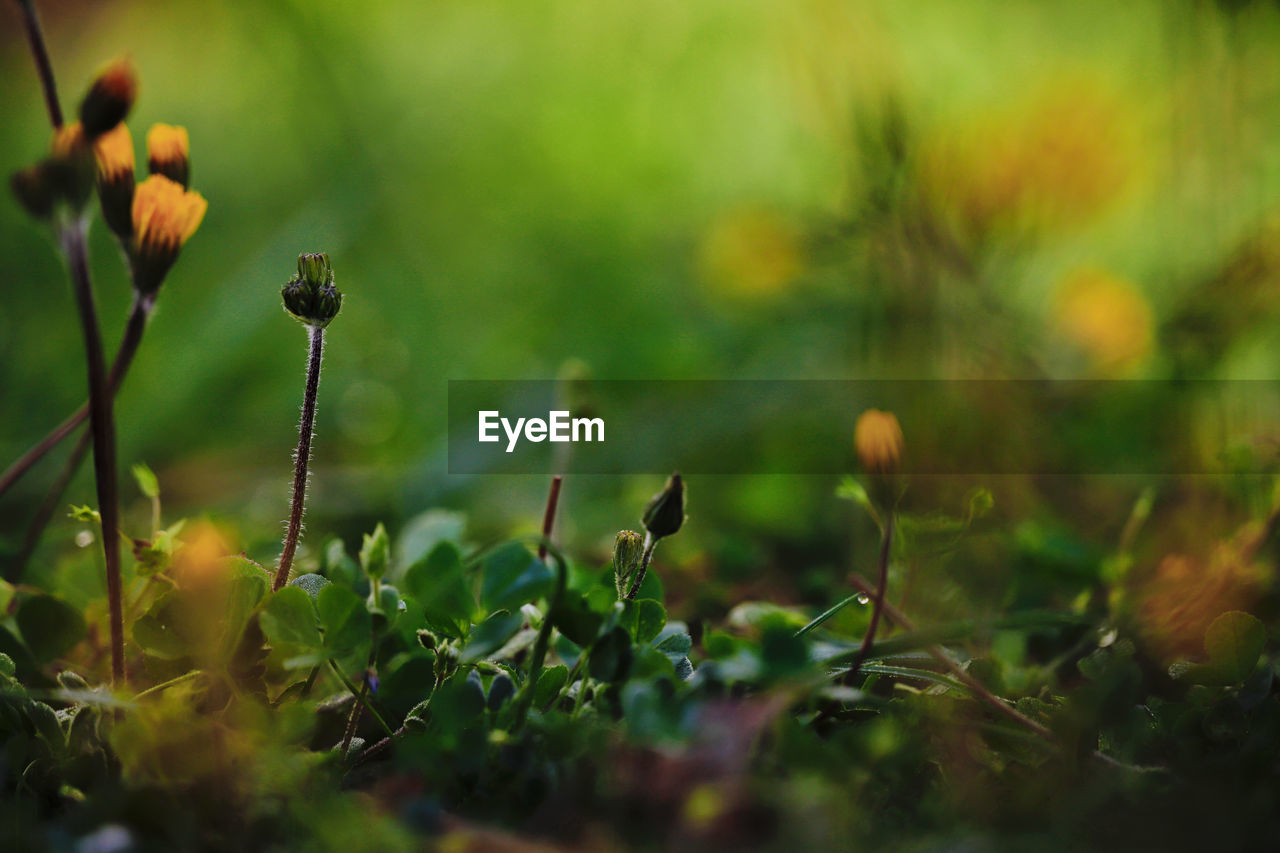 Beautiful Beautiful Nature Flowers,Plants & Garden Grass Growth Life Plants Wonderful Beauty In Nature Flower Flowers Garden Lovely Outdoors Pastel Selective Focus Spring Springtime