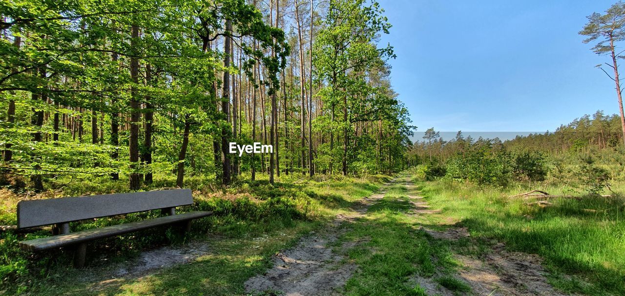 Scenic view of forest