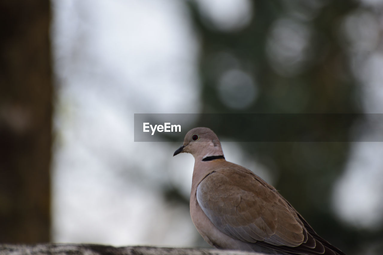 CLOSE-UP OF PIGEON PERCHING ON A BIRD