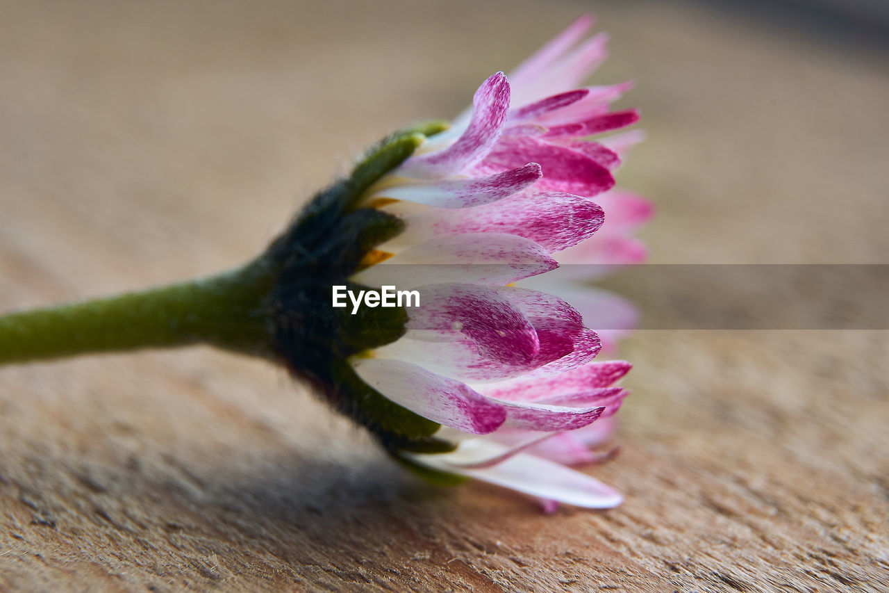 CLOSE-UP OF PINK ORCHID ON TABLE