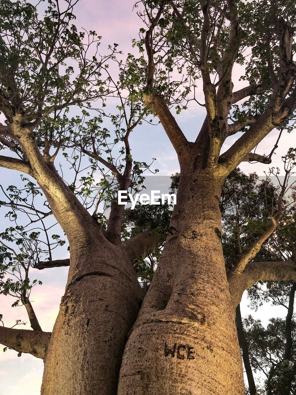 LOW ANGLE VIEW OF BARE TREE