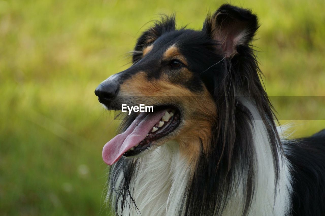 Close-up of dog
