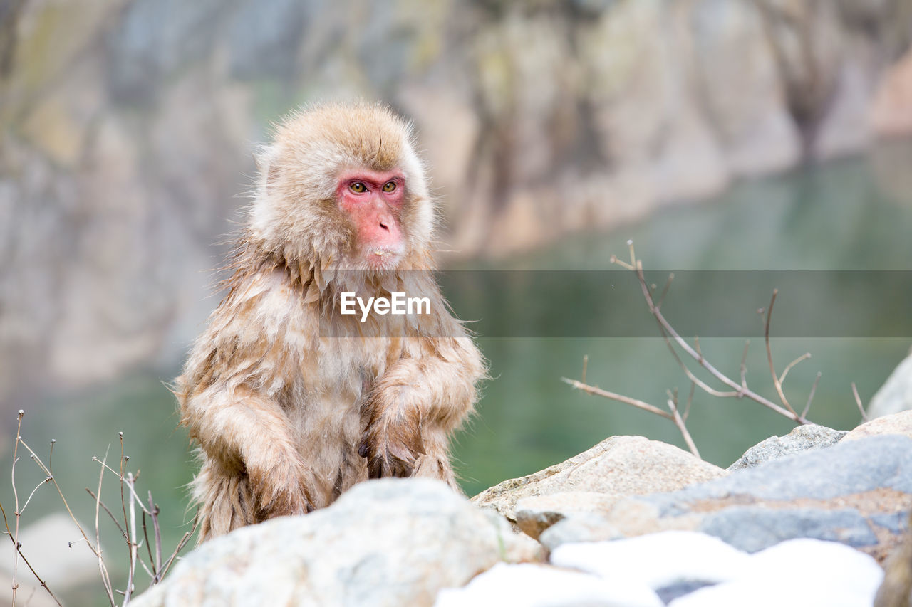 Monkey looking away on rock