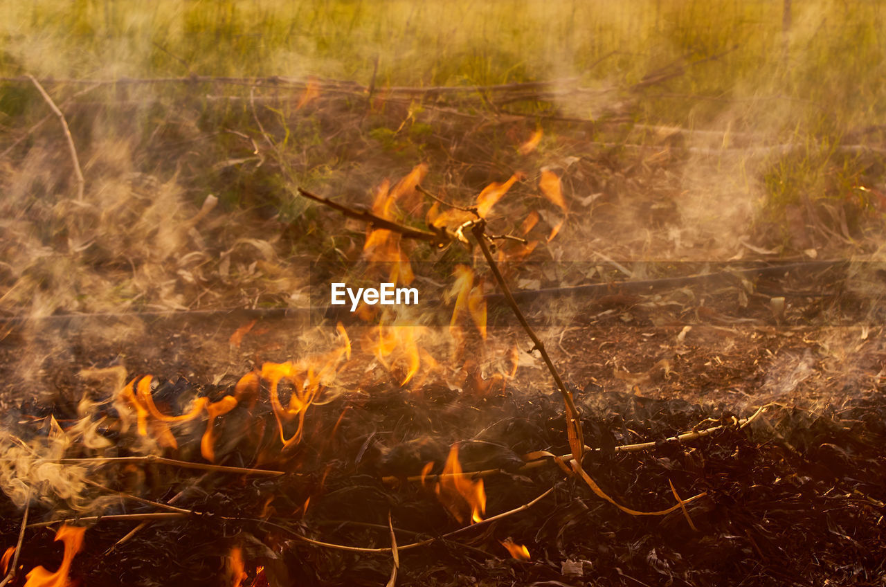 burning, fire, flame, heat, nature, autumn, no people, land, forest, glowing, plant, outdoors, environment, orange color, bonfire, day, leaf, motion, soil, smoke, tree, field, wood, campfire, wildfire