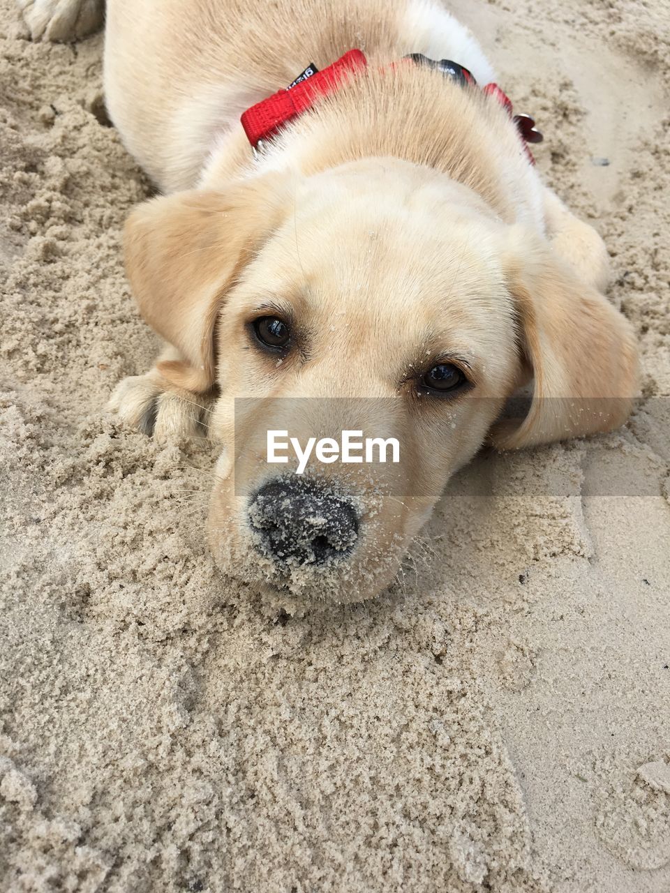 Close-up portrait of a dog