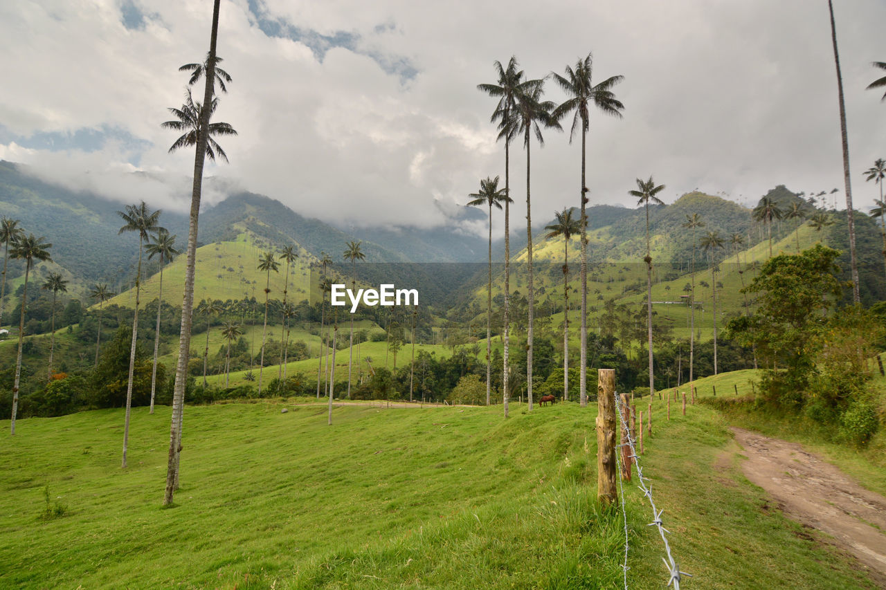 Cocora valley hiking trail. los nevados natural national park. quindio department. colombia