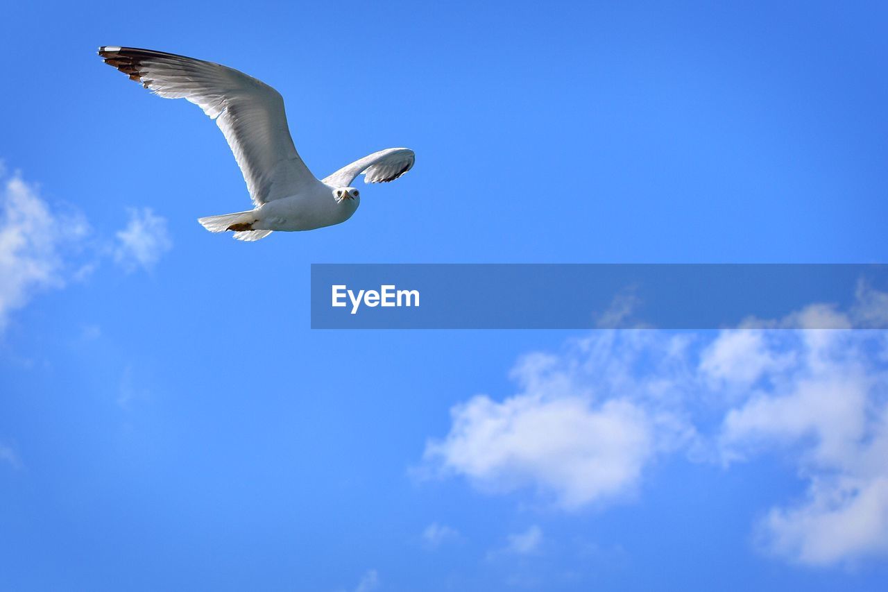 LOW ANGLE VIEW OF SEAGULL FLYING AGAINST SKY