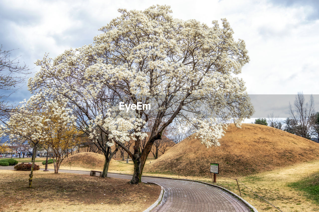 tree, plant, road, nature, sky, transportation, flower, cloud, beauty in nature, day, the way forward, springtime, spring, landscape, growth, outdoors, blossom, environment, scenics - nature, no people, city, street, tranquility, branch, park, travel, tranquil scene, sunlight