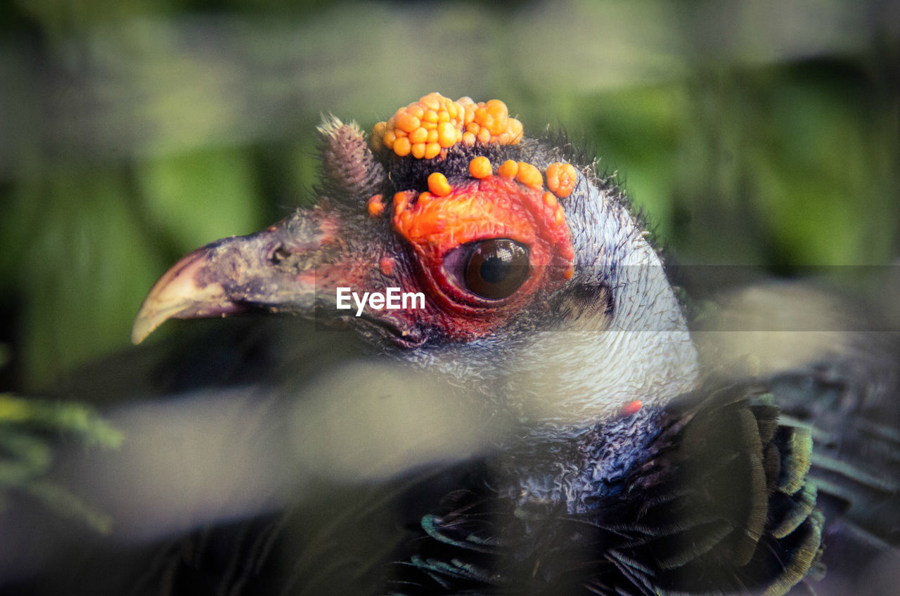 Close-up of bird