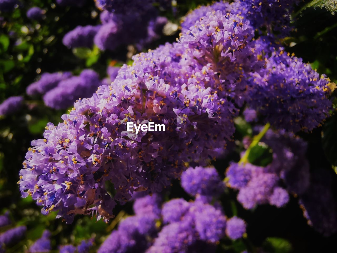 Close-up of purple flowering plants