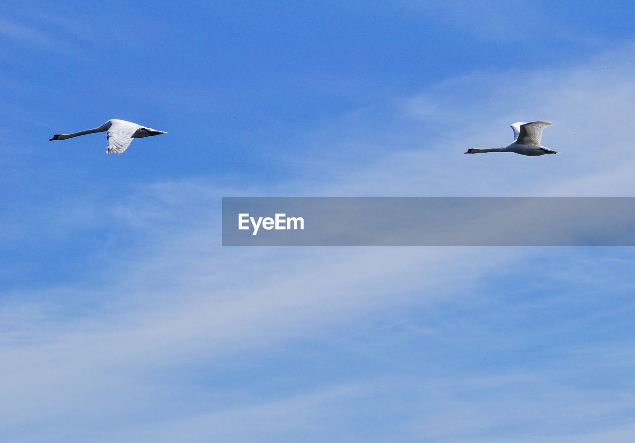 Low angle view of birds flying in sky