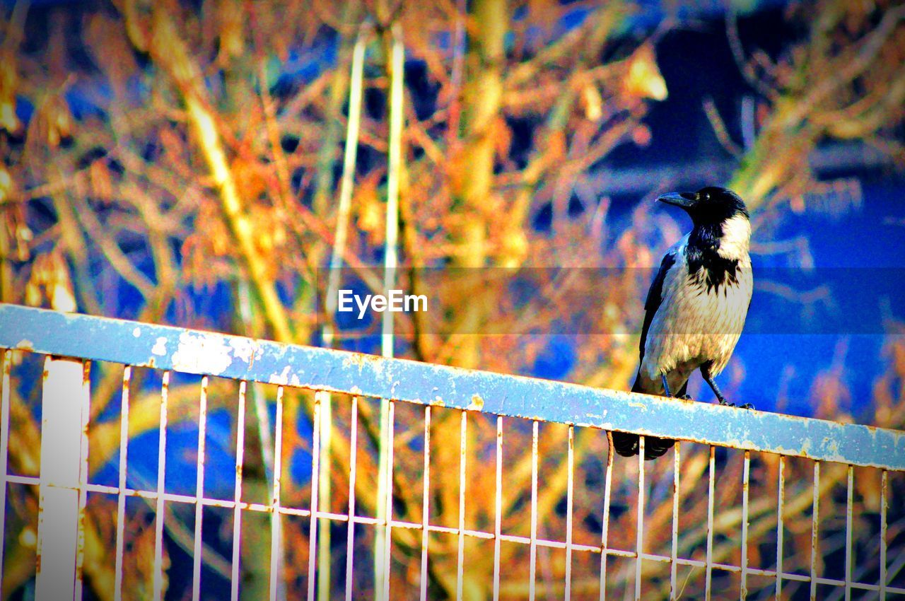 Low angle view of bird perching on metallic fence