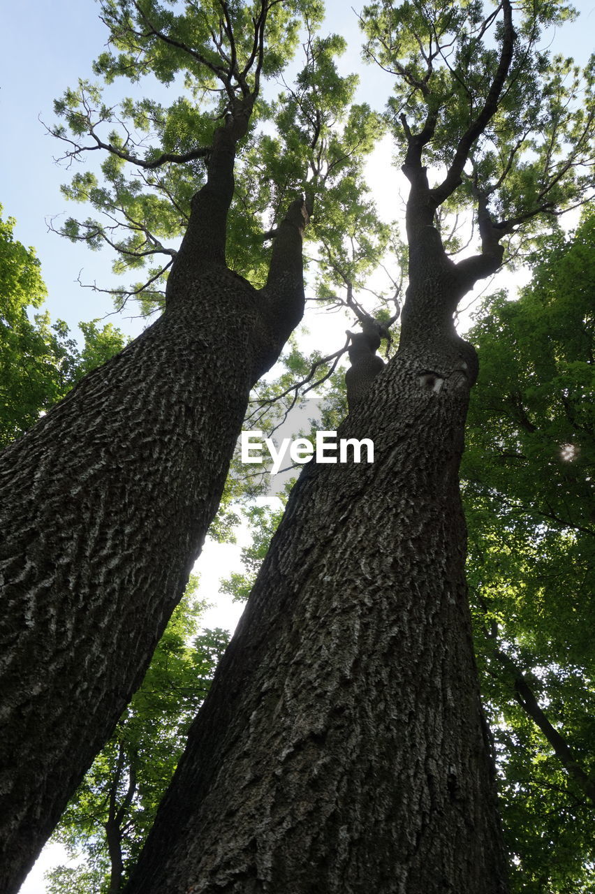 LOW ANGLE VIEW OF TREES IN FOREST