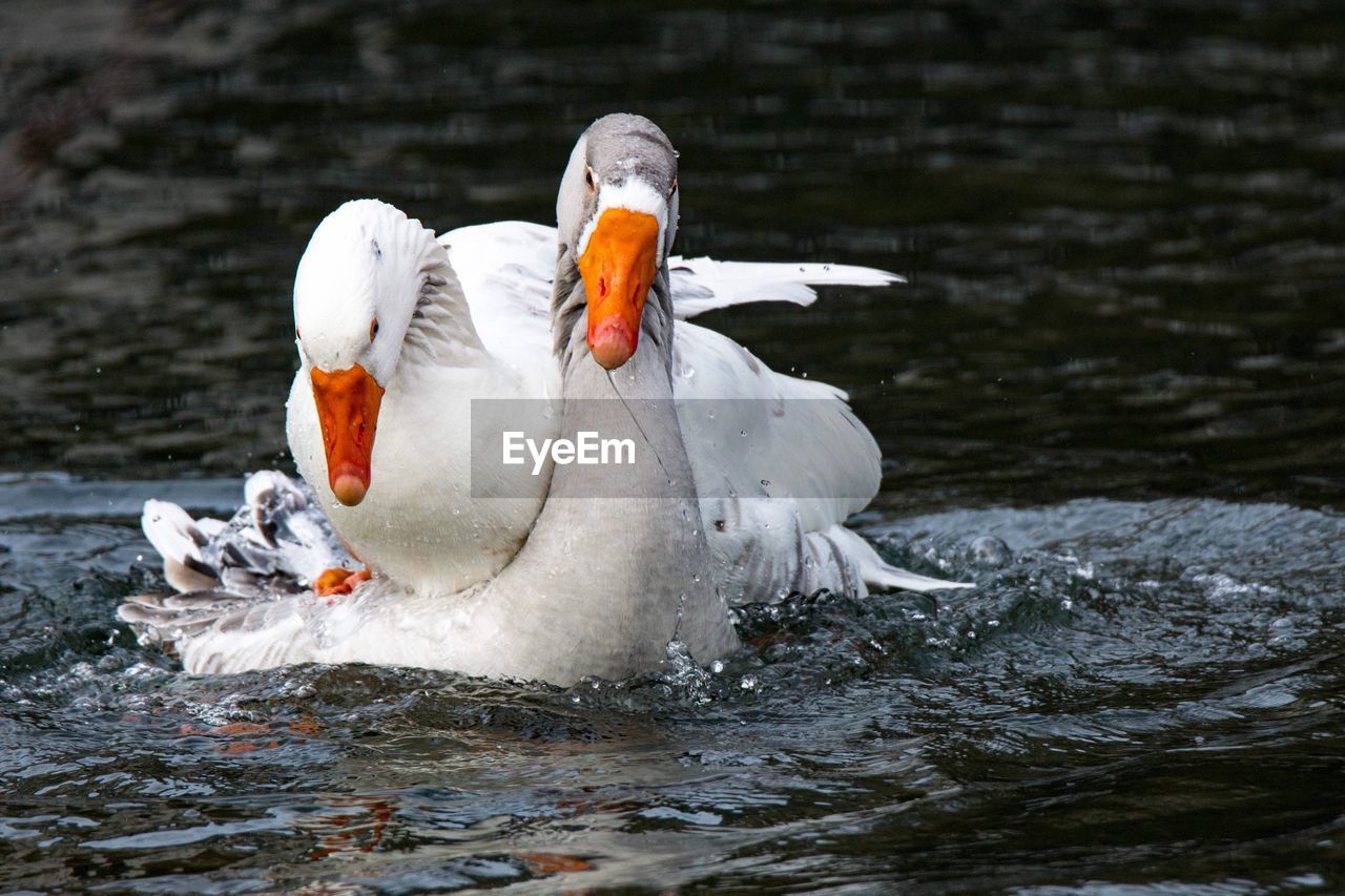 Geese swimming on lake