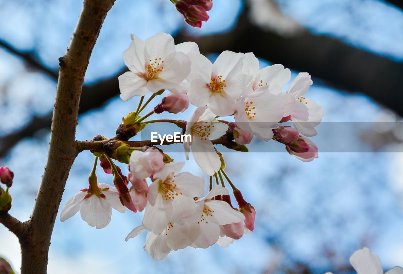 Close-up of cherry blossoms