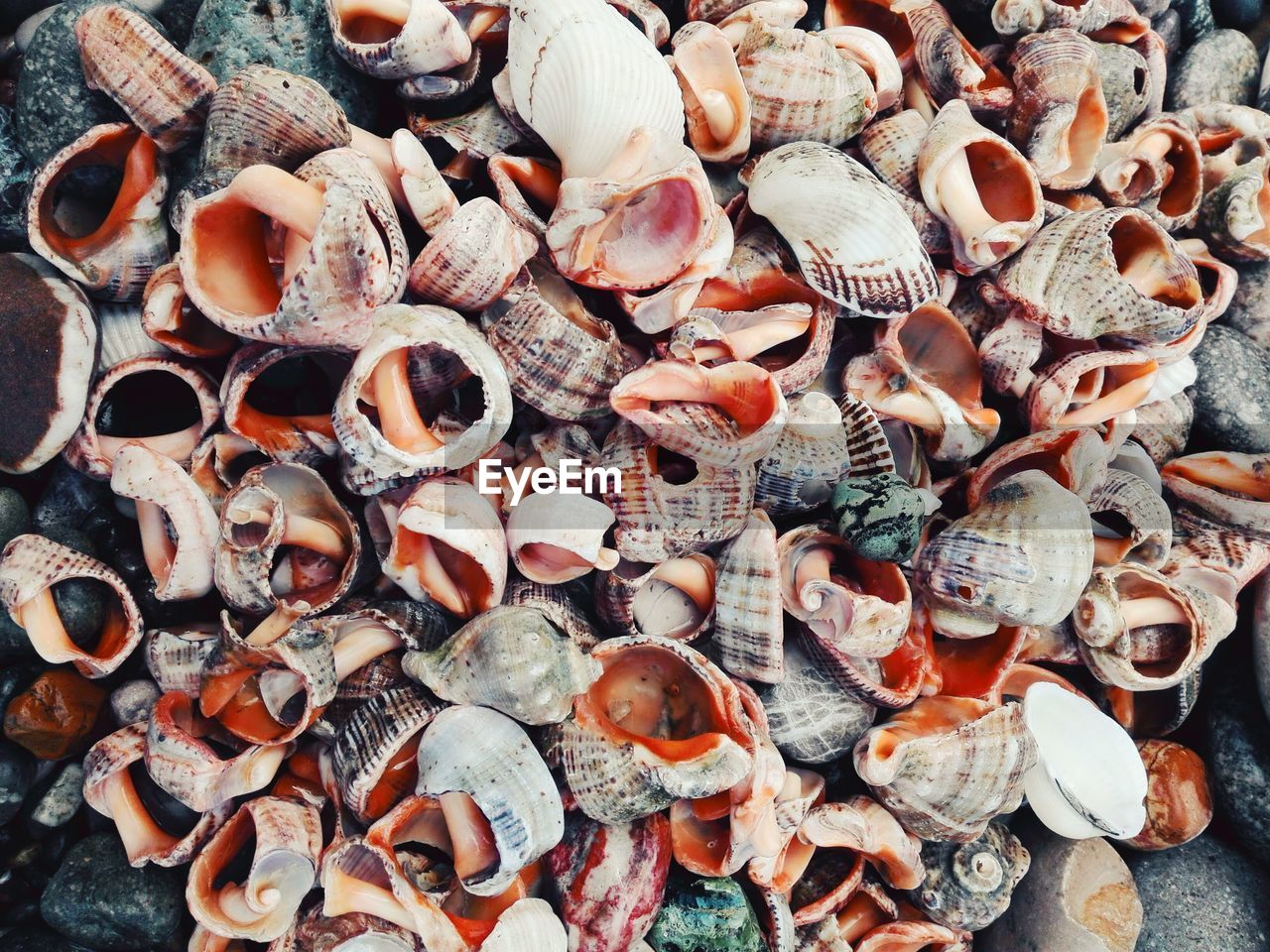 High angle view of seashells on the coast of black sea