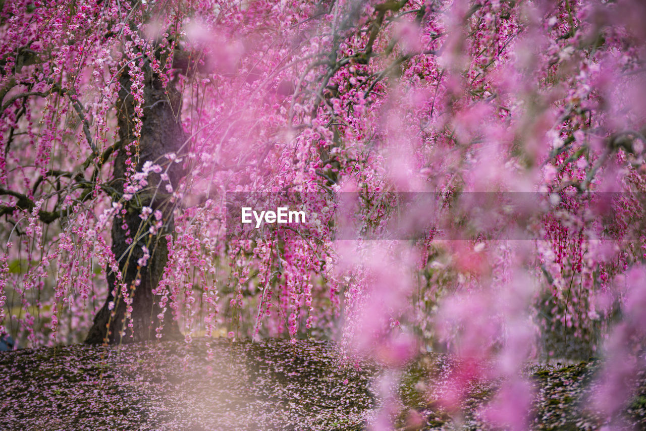 PINK CHERRY BLOSSOM TREE IN PARK