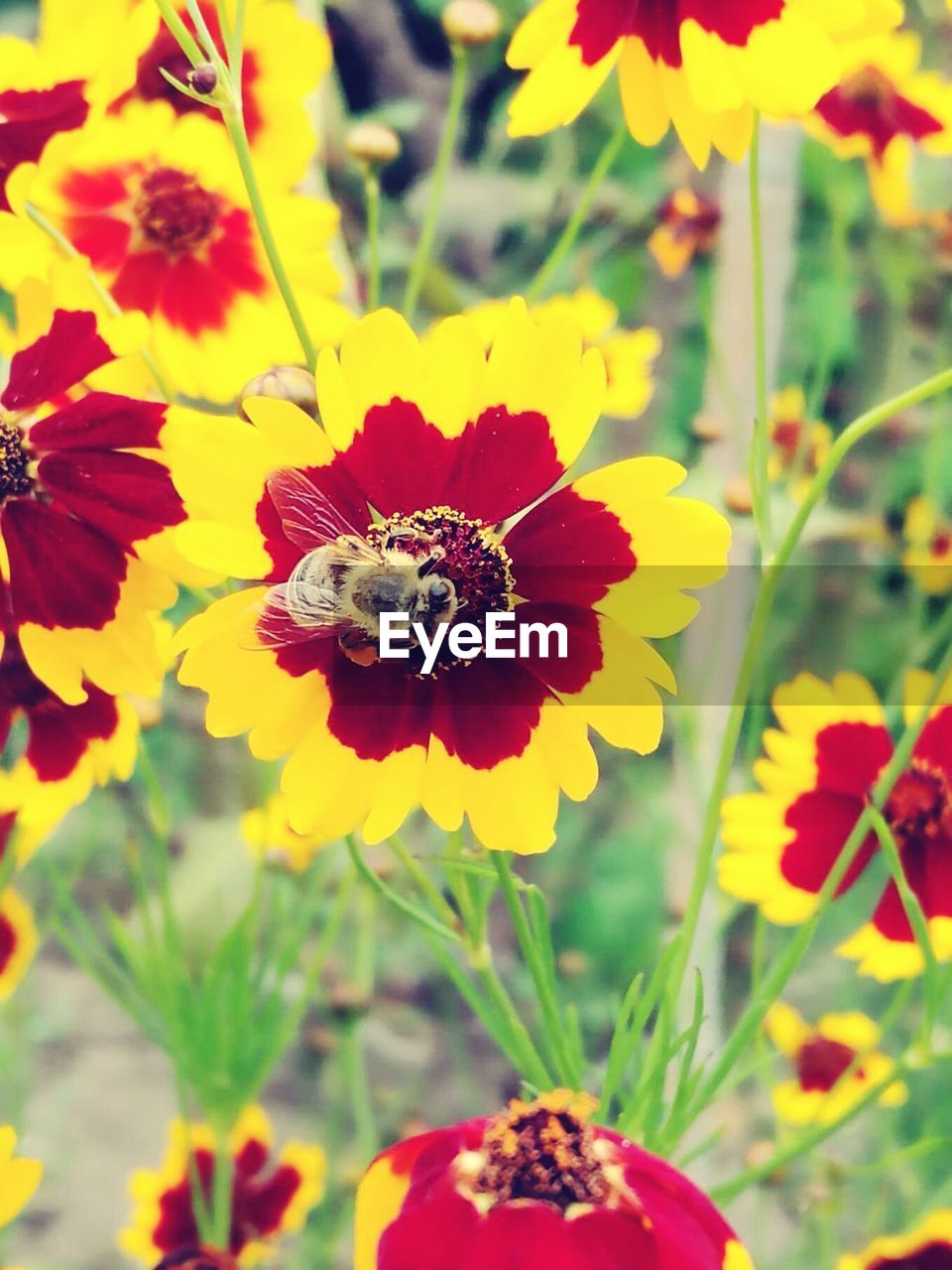 Close-up of bee pollinating on flower