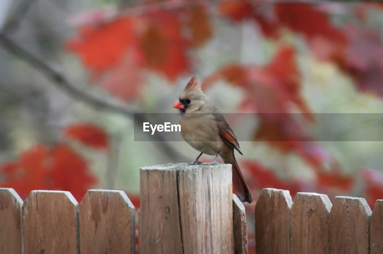 BIRD PERCHING ON WOODEN POST