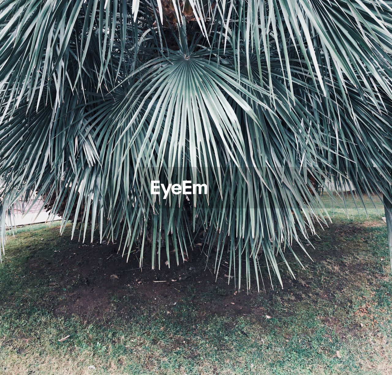 CLOSE-UP OF PALM TREE