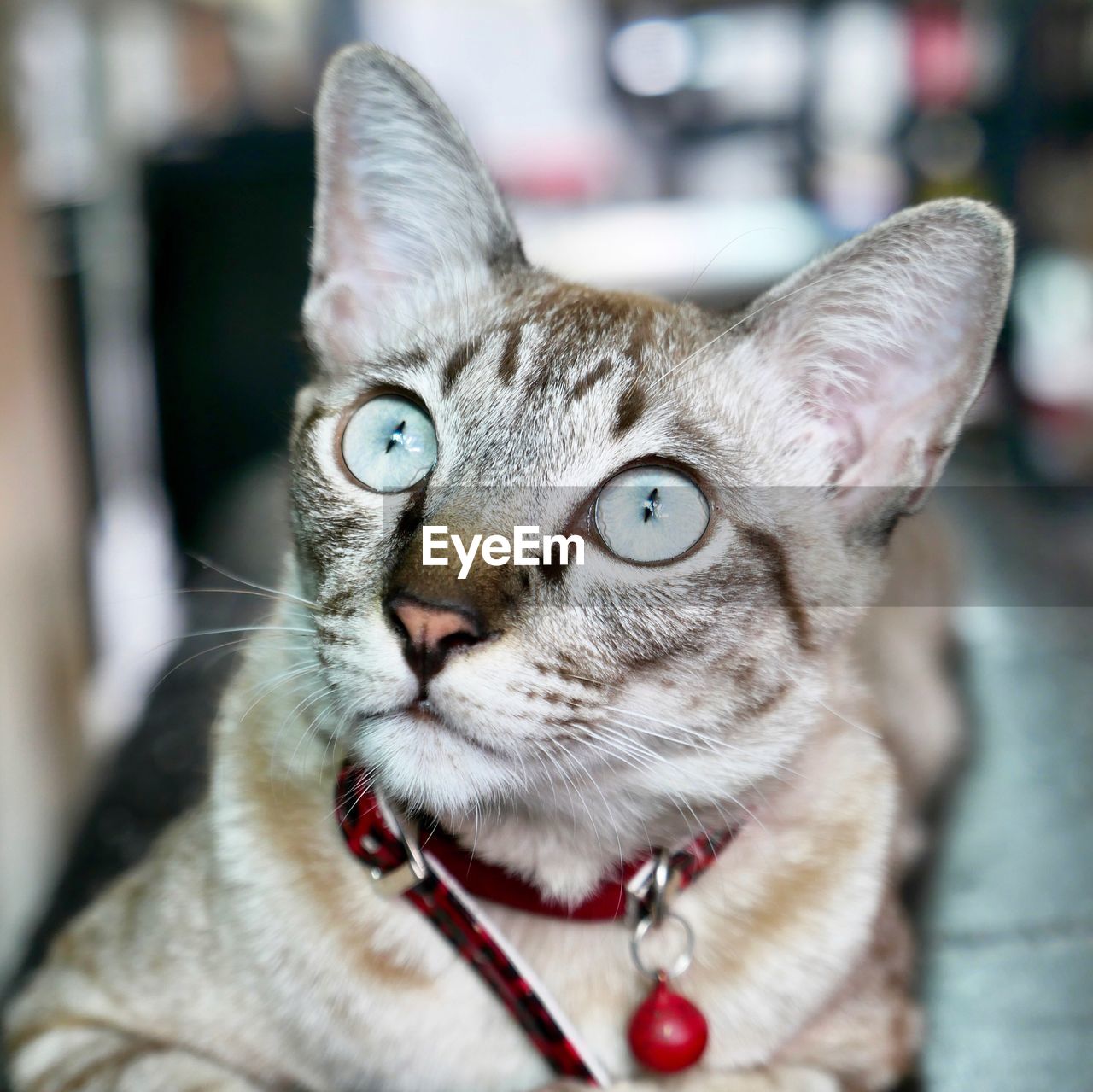 Close-up portrait of a cat