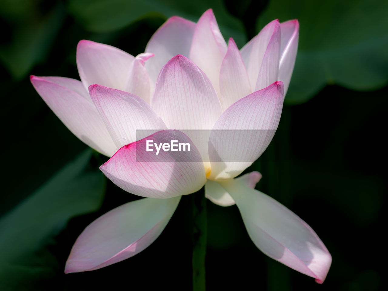 flower, flowering plant, aquatic plant, plant, beauty in nature, freshness, water lily, pink, proteales, petal, pond, close-up, lotus water lily, inflorescence, nature, flower head, fragility, leaf, macro photography, water, lily, plant part, no people, growth, blossom, outdoors, focus on foreground, city car, white, springtime