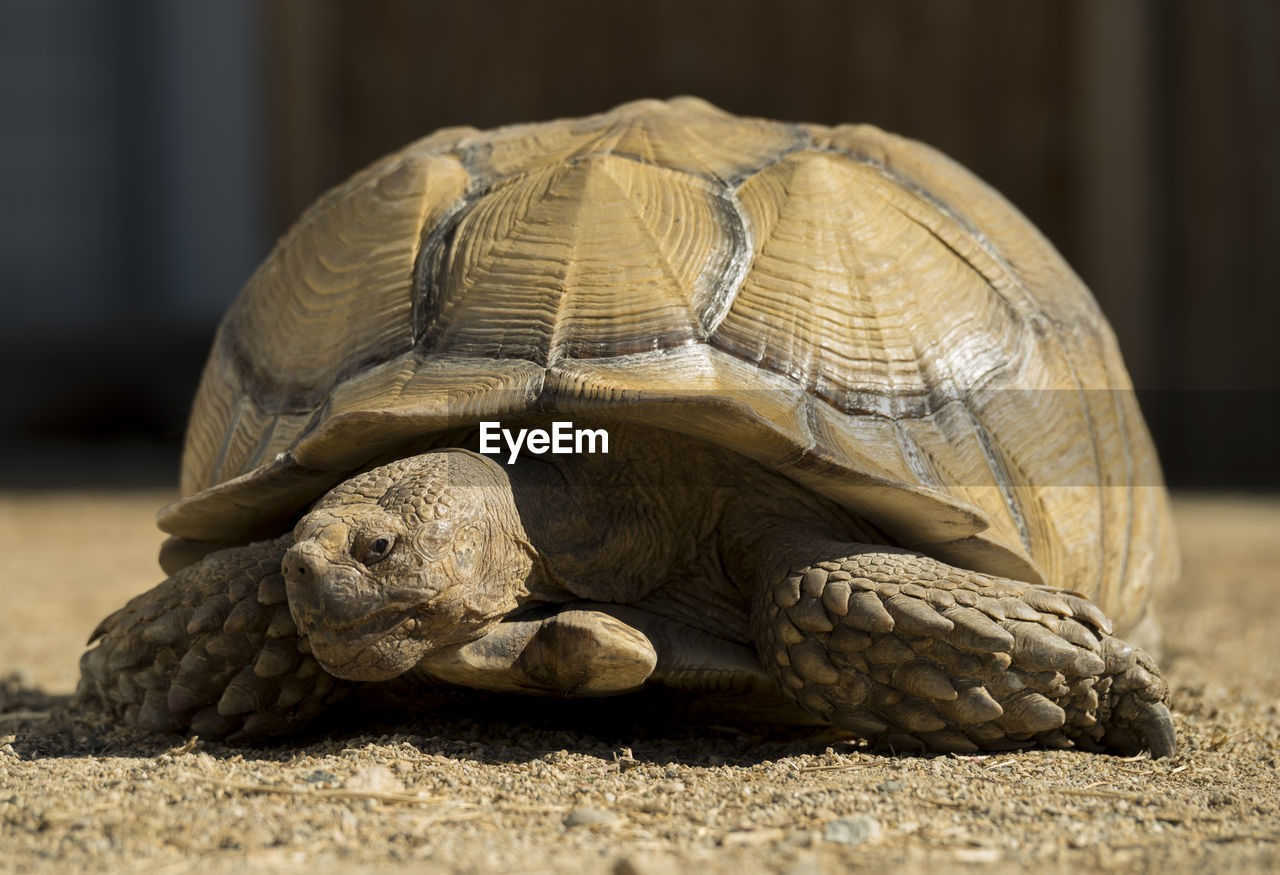 Close-up of tortoise