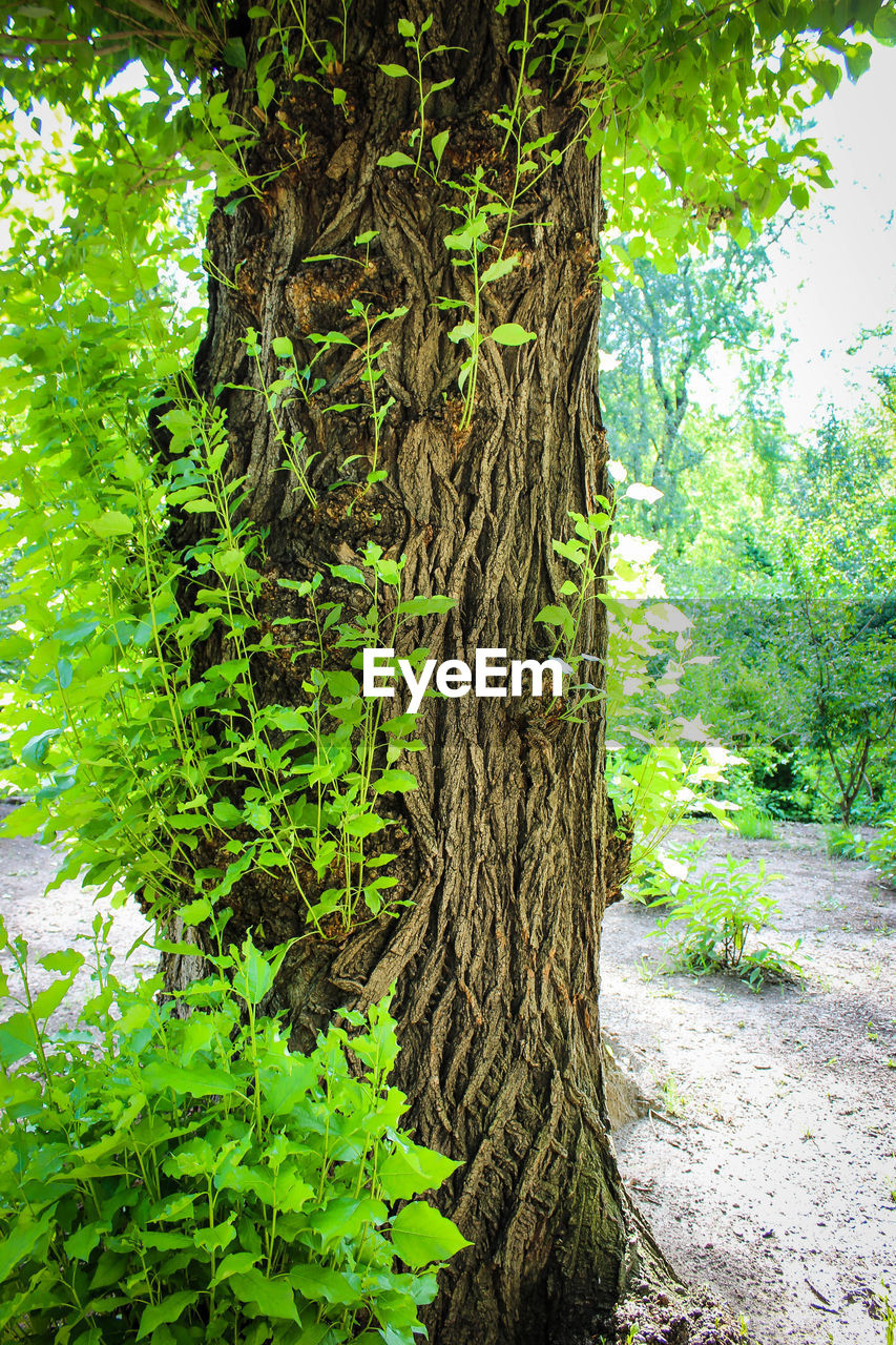 IVY GROWING ON TREE TRUNK