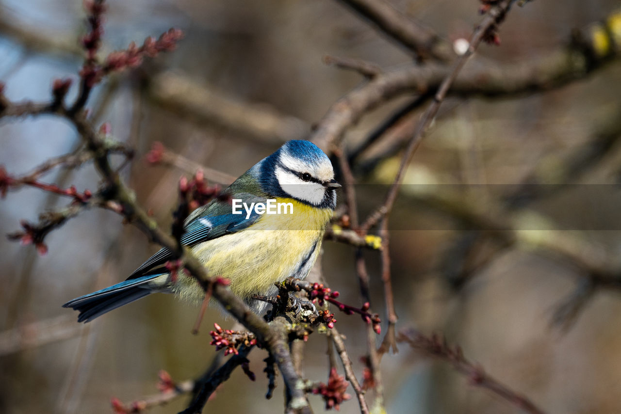 bird, animal, animal themes, animal wildlife, nature, tree, branch, wildlife, plant, flower, perching, one animal, beauty in nature, spring, fruit, beak, multi colored, outdoors, no people, close-up, focus on foreground, food, environment, songbird, full length, twig, food and drink