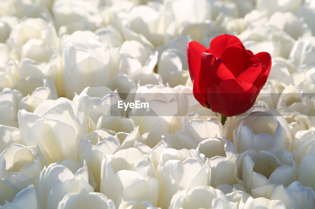 Close-up of red roses blooming outdoors