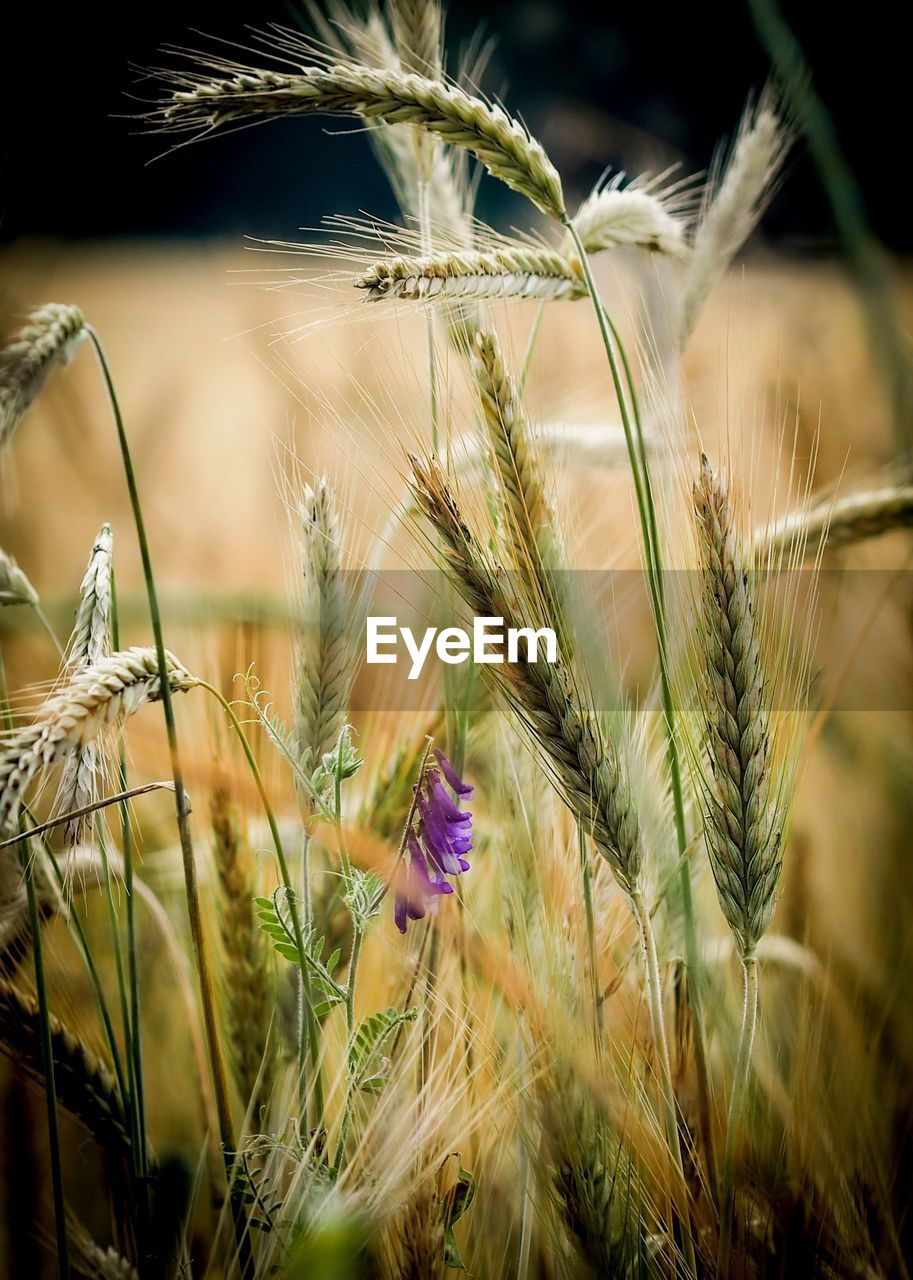 CLOSE-UP OF WHEAT GROWING ON PLANT