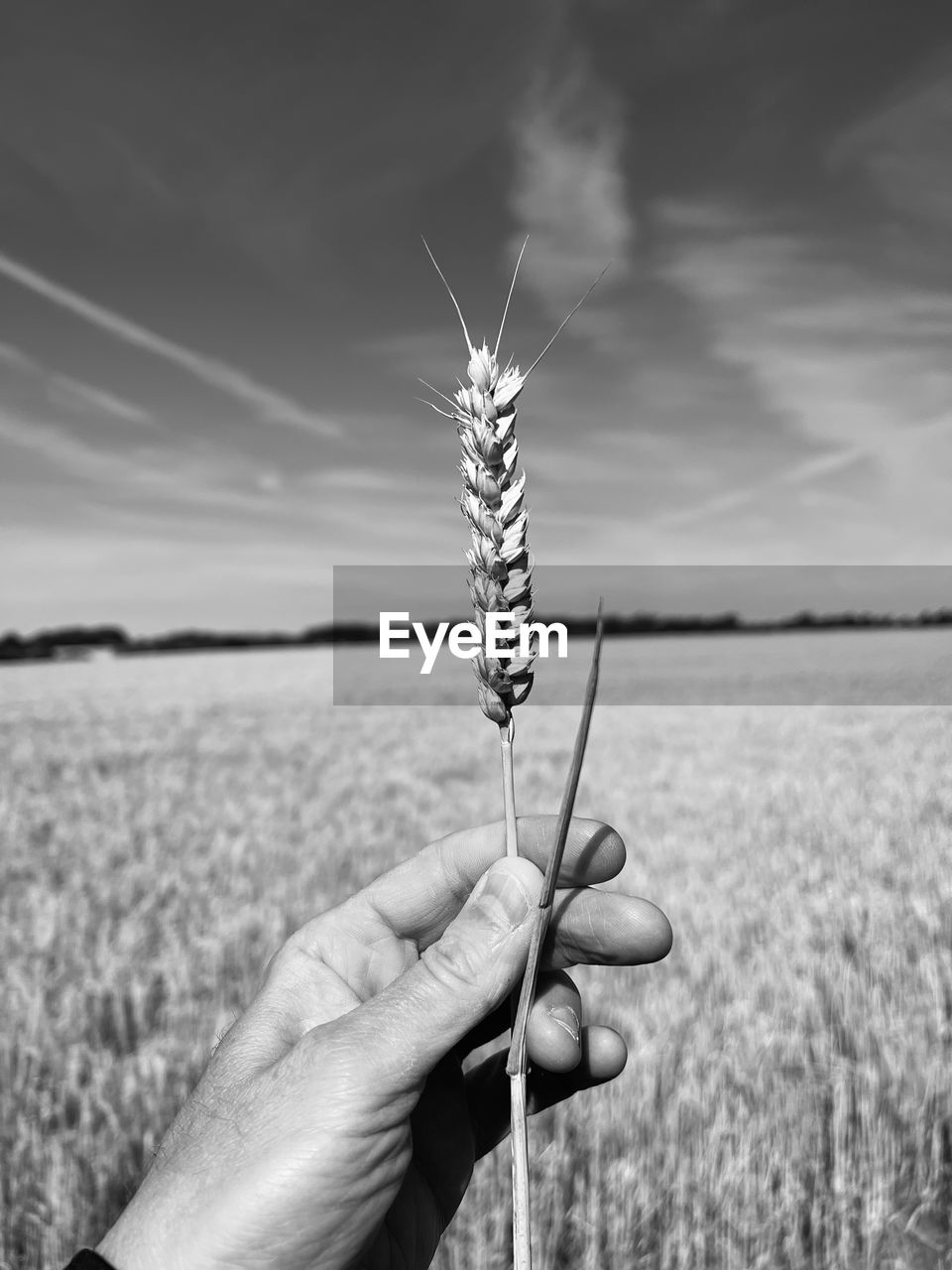 Hand holding a cereal crop