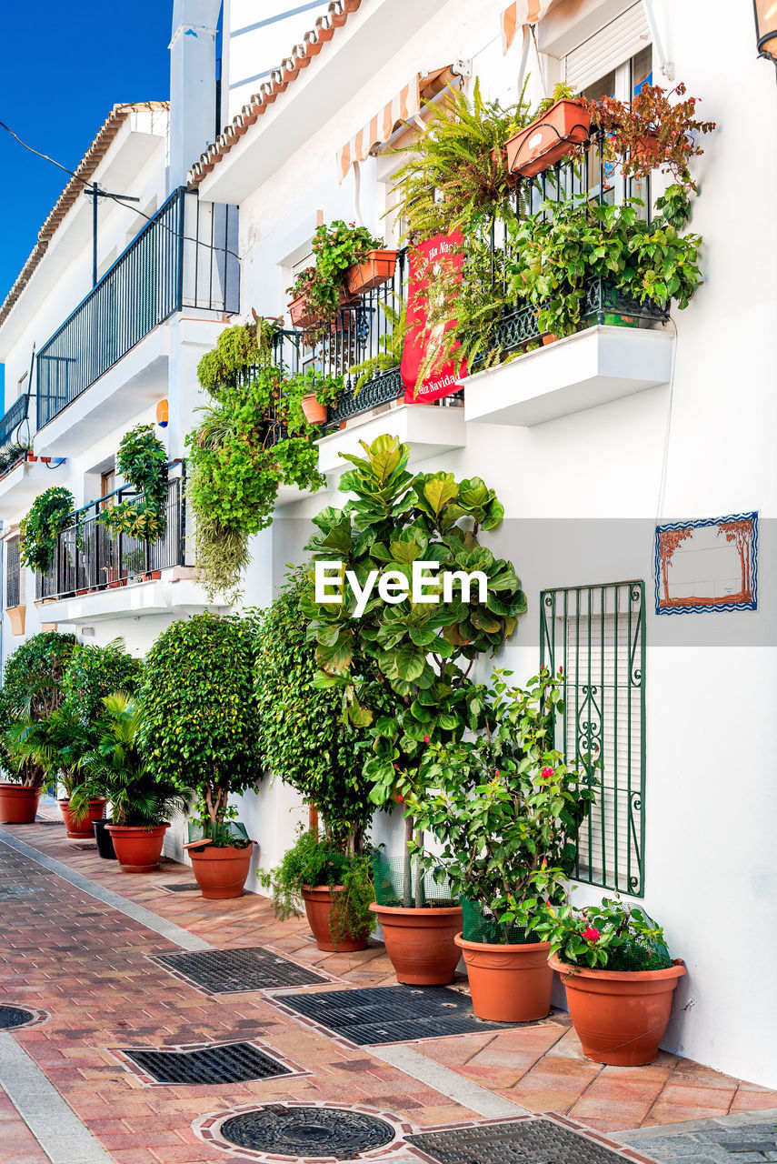 POTTED PLANTS ON BUILDING