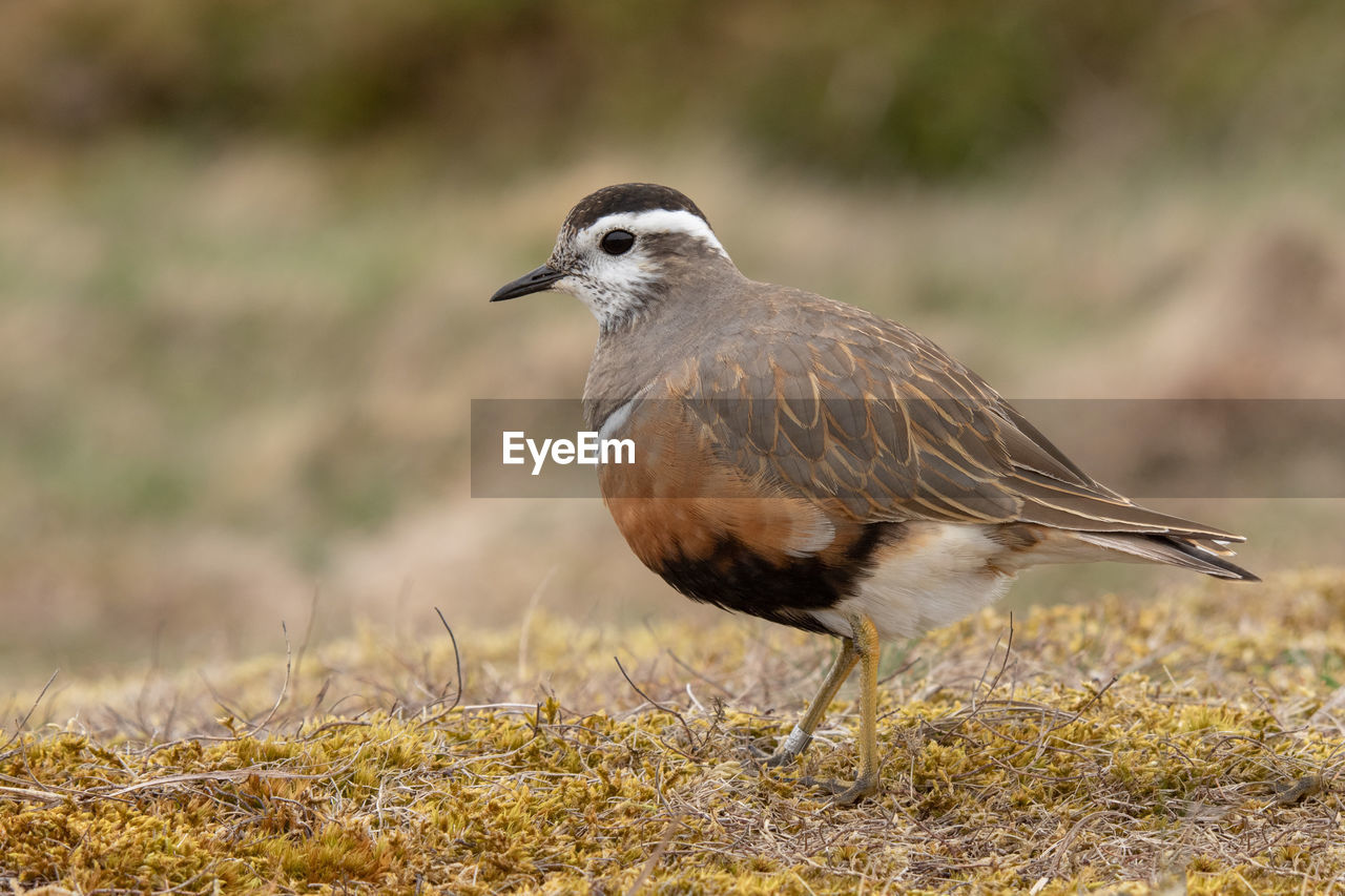 CLOSE-UP OF A BIRD