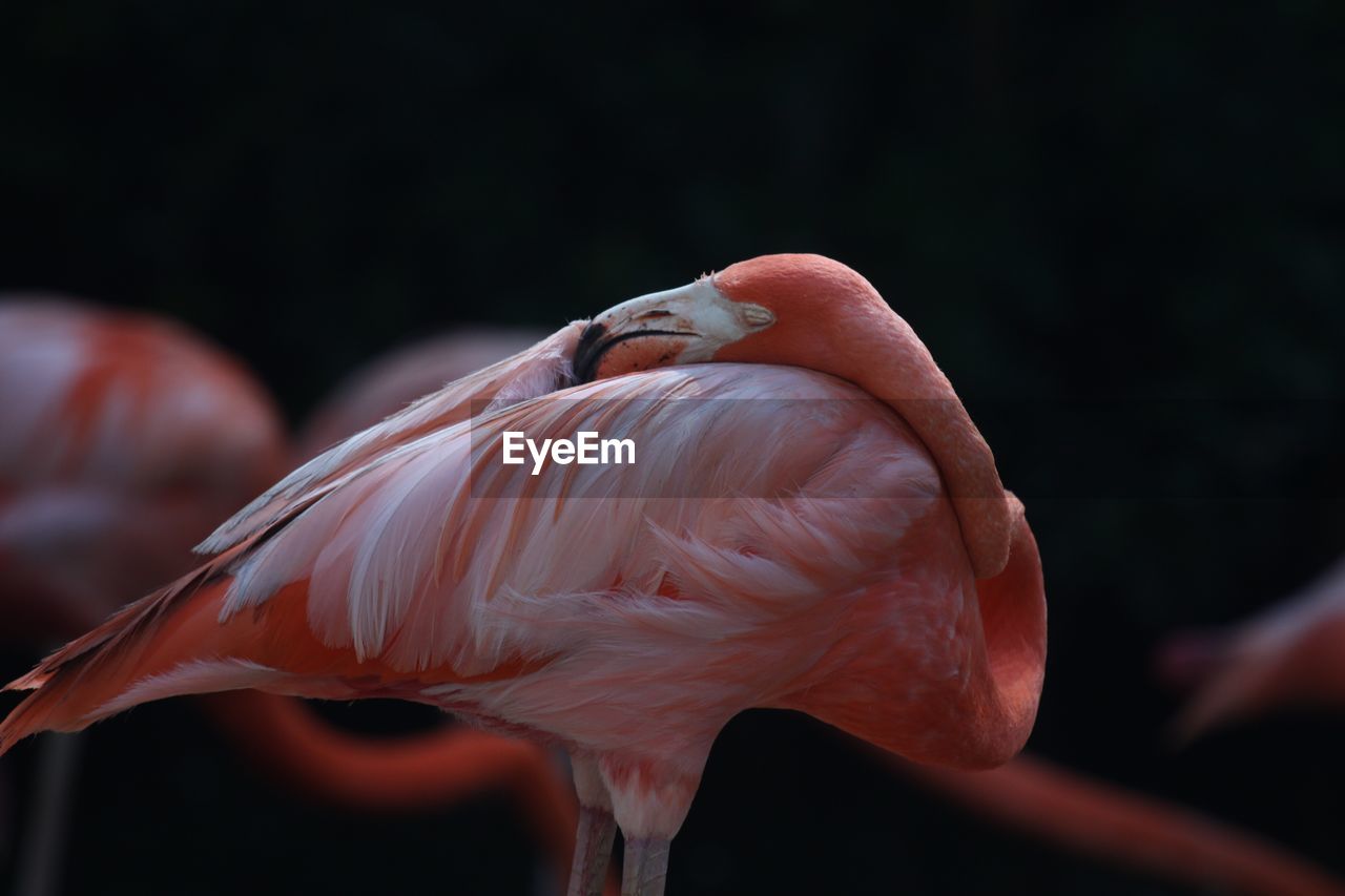 Close-up of flamingo preening