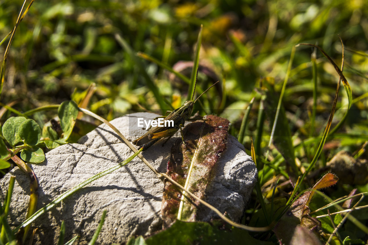 High angle view of insect on rock amidst plants