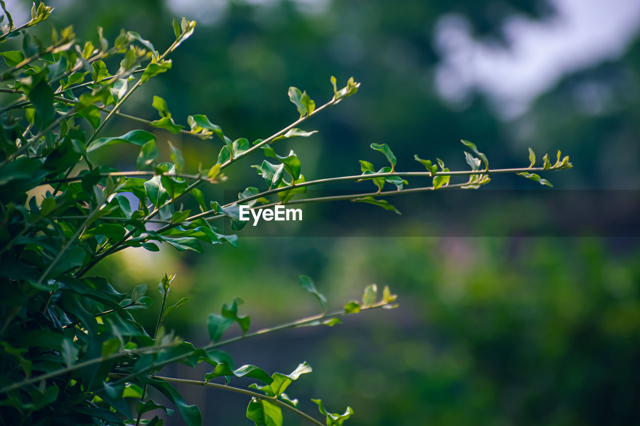 CLOSE-UP OF FRESH GREEN PLANT AGAINST BLURRED BACKGROUND