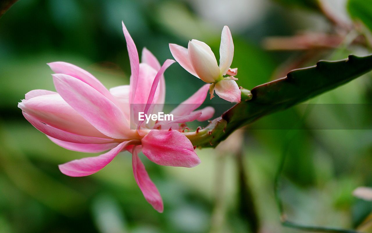 Close-up of pink flower against blurred background