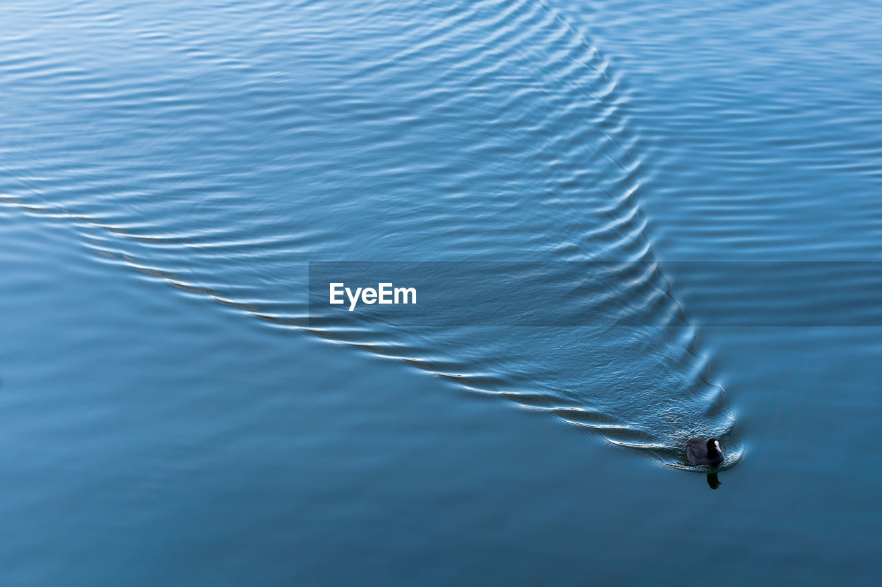 High angle view of duck swimming in lake