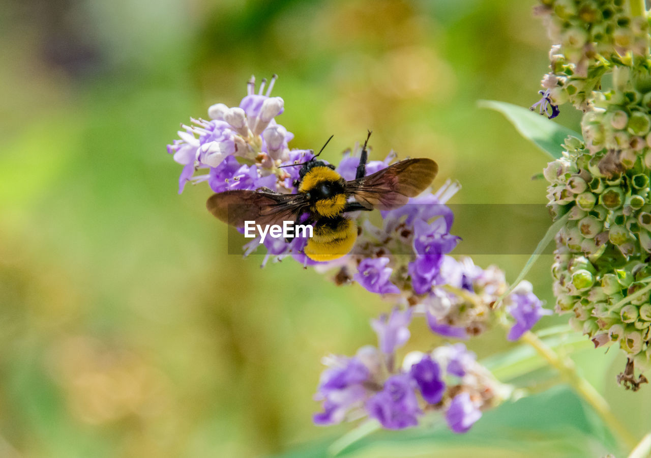 Close-up of bee on purple flower